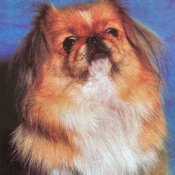 Sue Wong Purple and Teal Floral Dress - Picture 6 of 6